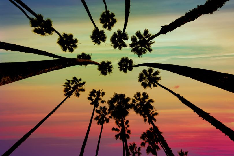 palm trees photographed from below against a vivid sky