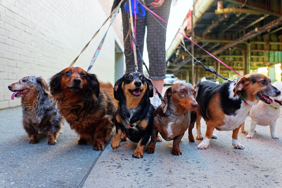 Wag! dogs walking on street