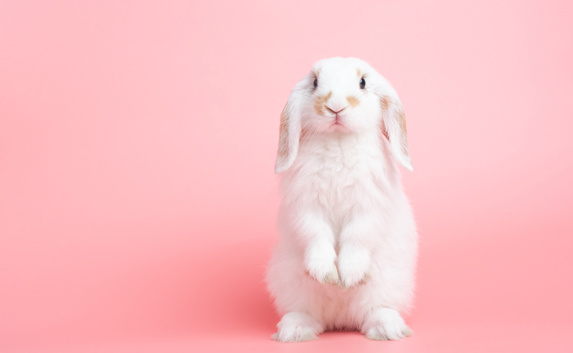 A white bunny is pictured against a pink background.