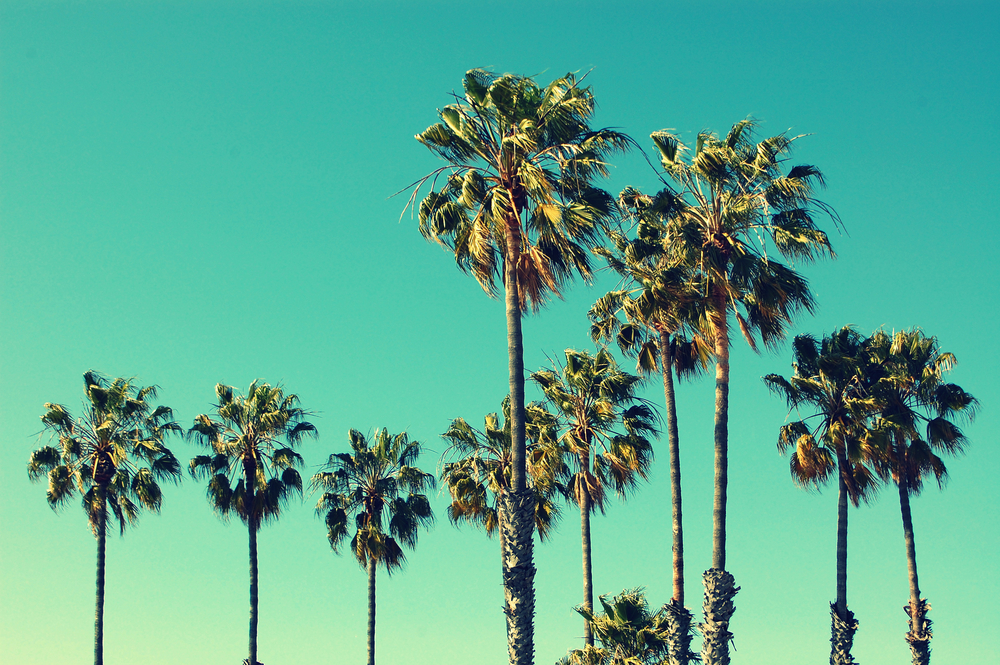 silicon beach jobs