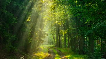 Footpath through Forest illuminated by Sunbeams through Fog