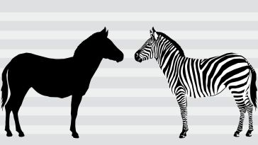 Drawing of a horse's shadow facing a drawing of a zebra.