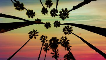 palm trees from below against a vivid sky